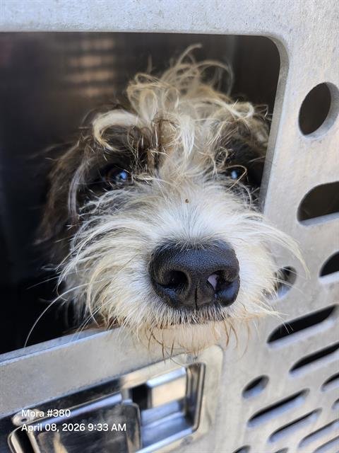 COTTON - Jack Russell Terrier (Parson Russell Terrier) available for adoption