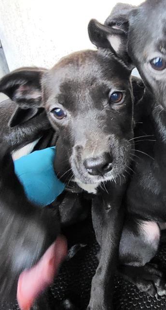 SNICKERS - Labrador Retriever available for adoption