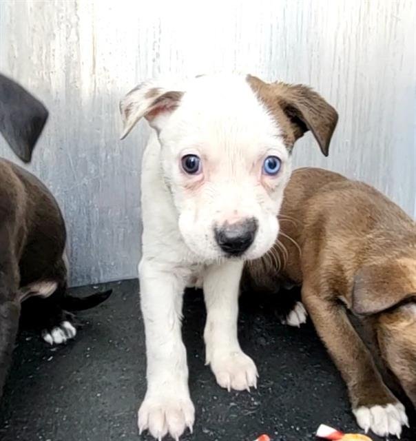 ROBIN - Labrador Retriever available for adoption