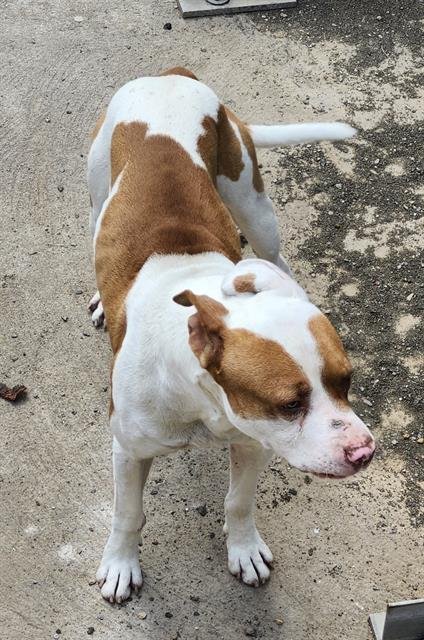 BOLT - American Staffordshire Terrier available for adoption