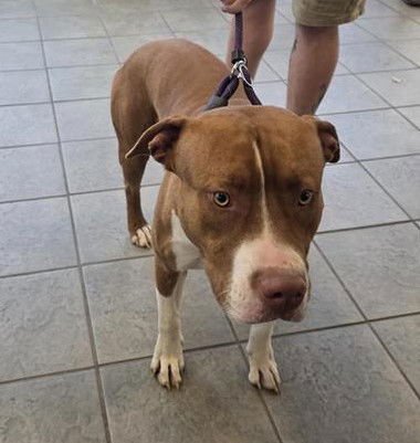 BIG RED - American Staffordshire Terrier available for adoption