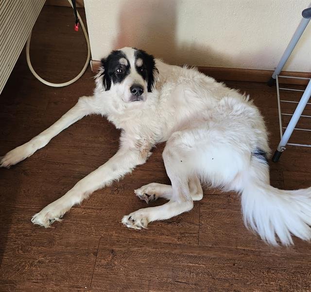 SLINKS - Great Pyrenees / Labrador Retriever available for adoption