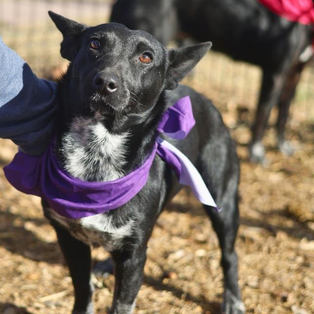 ZOEY - Terrier available for adoption