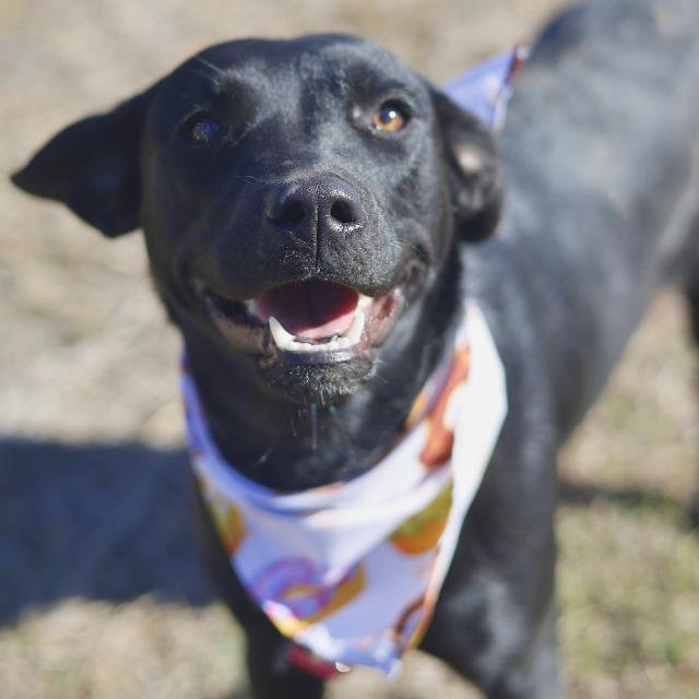 BO PEEP - Labrador Retriever available for adoption