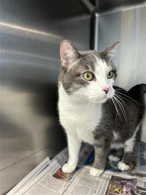 BENTO - Domestic Short Hair available for adoption