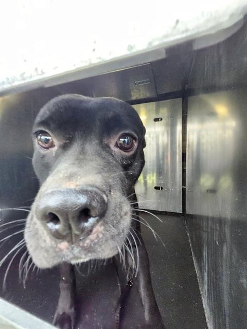 AZABACHE - American Staffordshire Terrier available for adoption