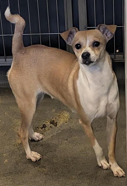 TINA - Terrier available for adoption