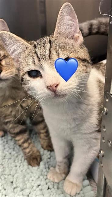 FRODO - Domestic Short Hair available for adoption