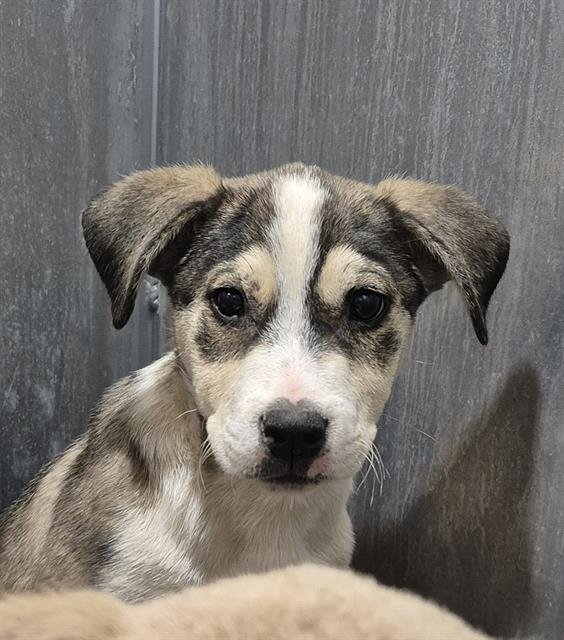 TY - Labrador Retriever available for adoption