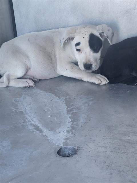 SPOT - American Staffordshire Terrier available for adoption