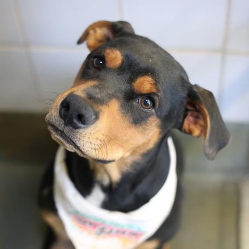 SHERMY - Doberman Pinscher available for adoption