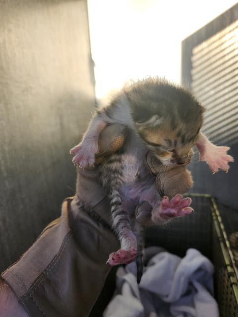 AMATHYST - Domestic Short Hair available for adoption