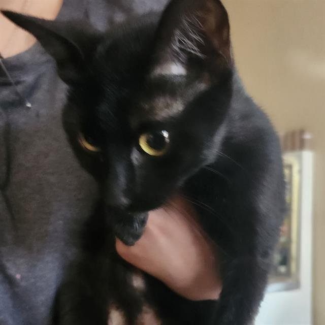 ATHENA - Domestic Short Hair available for adoption