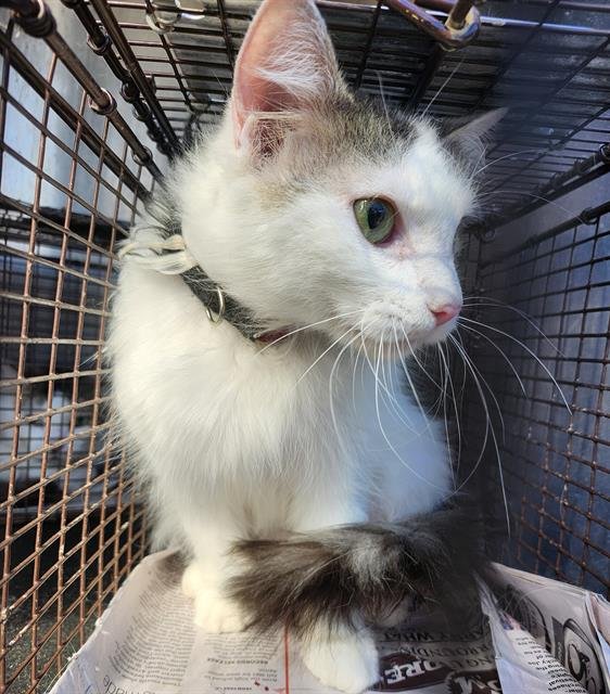 1-7 - Domestic Long Hair available for adoption