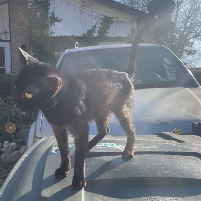 OSCAR - Domestic Short Hair available for adoption