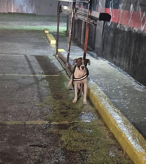 MOOP - American Staffordshire Terrier available for adoption