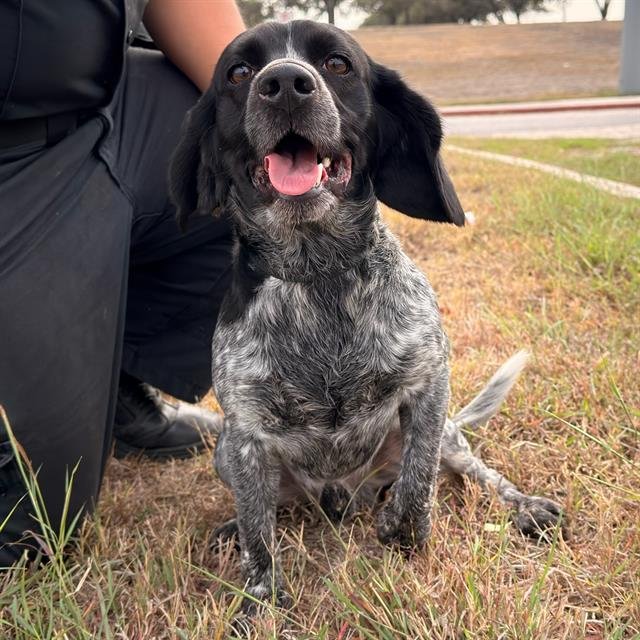 BENNY - Bluetick Coonhound available for adoption