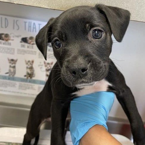 PUP 1 - American Staffordshire Terrier available for adoption