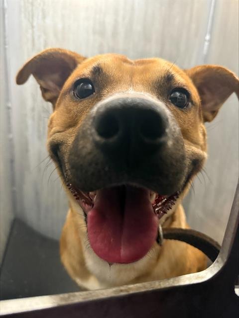 DUKE - American Staffordshire Terrier available for adoption