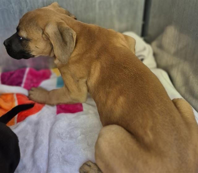 AURORA - Labrador Retriever available for adoption