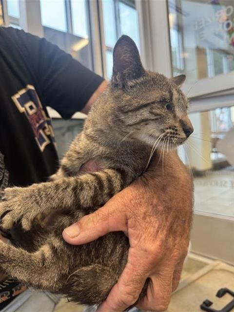 SPIKE - Domestic Short Hair available for adoption