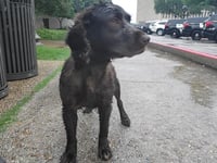 WAYLON - Photo 1