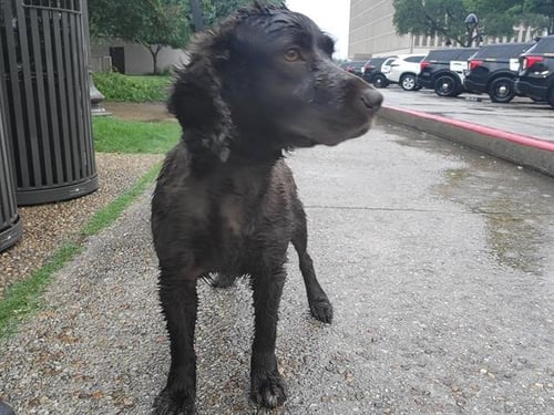 WAYLON - Field Spaniel available for adoption