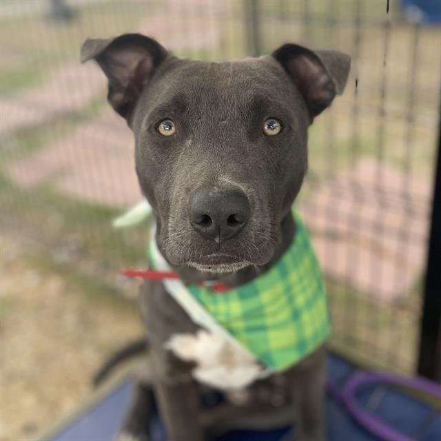 BRUTUS - American Staffordshire Terrier available for adoption