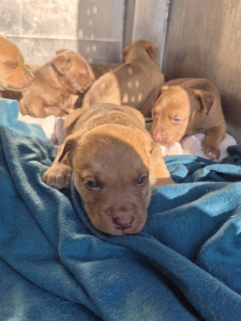 BAM - American Staffordshire Terrier available for adoption