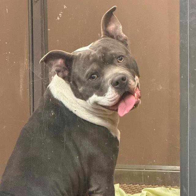 BLU - American Staffordshire Terrier available for adoption