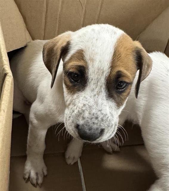 PUP 2 - Australian Cattle Dog/Blue Heeler available for adoption