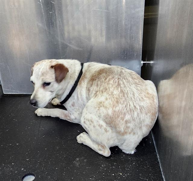 PANCHA - Chihuahua available for adoption