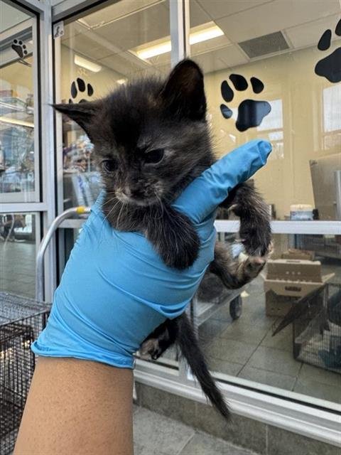 A802766 - Domestic Short Hair available for adoption