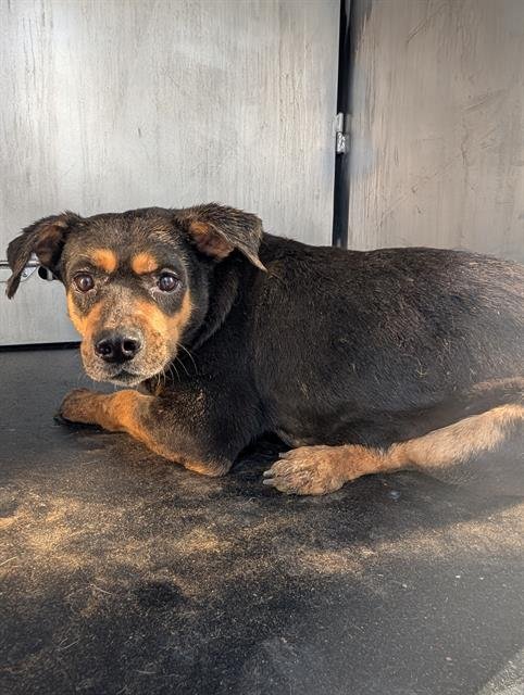 A795189 - Rottweiler available for adoption