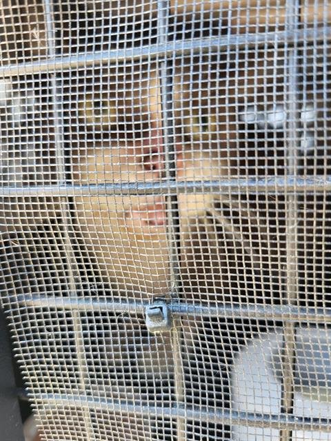 ALLIS - Domestic Medium Hair available for adoption