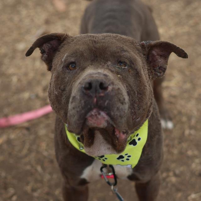 BOUNCER - American Staffordshire Terrier available for adoption
