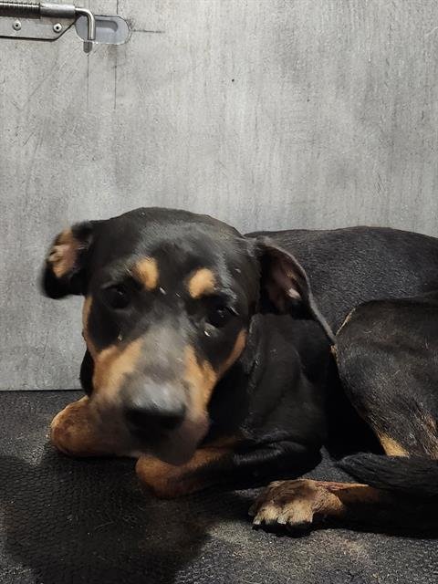 A795195 - Rottweiler available for adoption