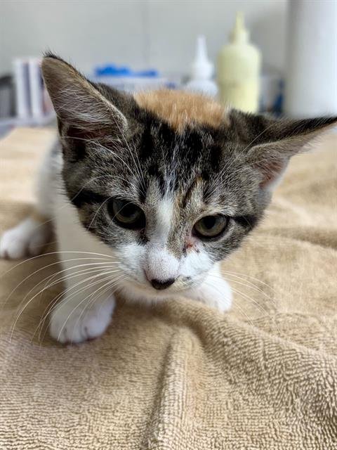 SUNFLOWER - Domestic Short Hair available for adoption