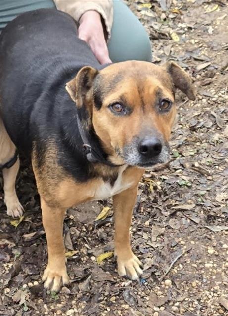 ROMINA - Terrier available for adoption