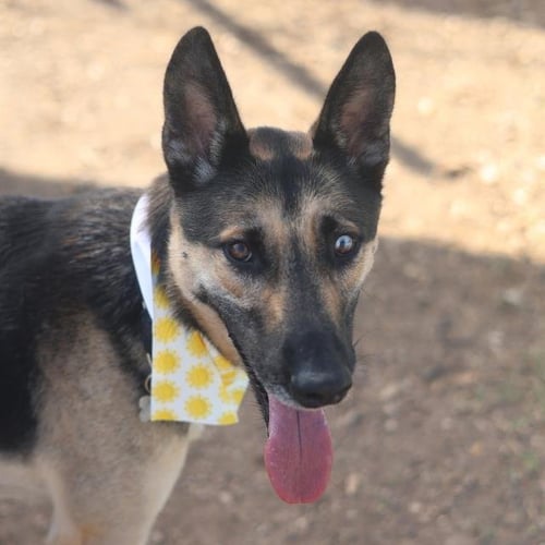 ZUES - German Shepherd Dog available for adoption