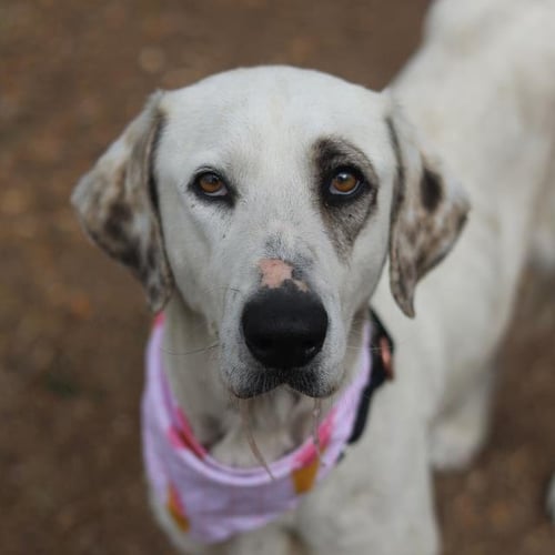 BUTTONS - Labrador Retriever available for adoption