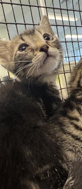 A807072 - Domestic Short Hair available for adoption
