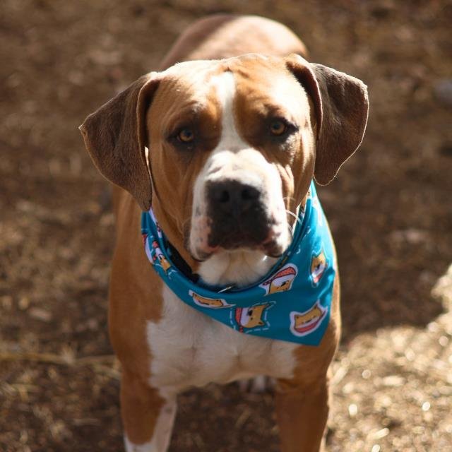 JAX - American Staffordshire Terrier available for adoption