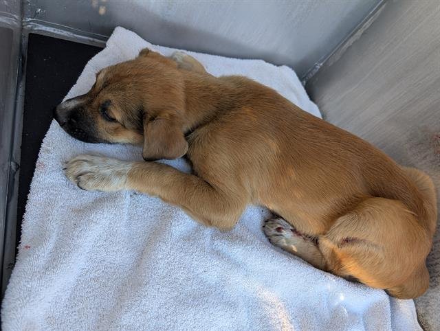 DAISY - American Staffordshire Terrier available for adoption