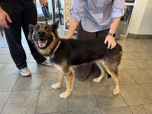 SOPHIE - German Shepherd Dog available for adoption