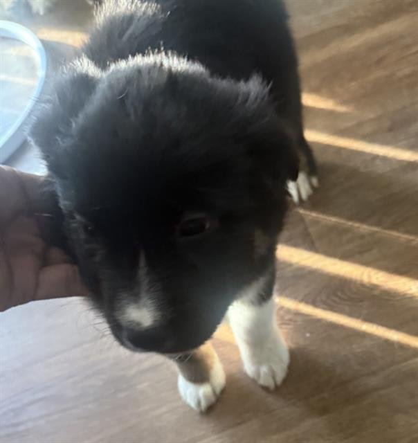 SPIDERMAN - Chow Chow available for adoption