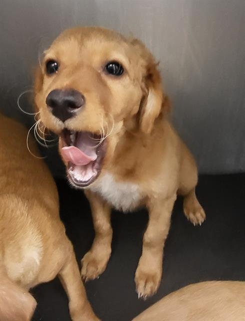 LUPE - Chihuahua available for adoption