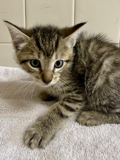 WISH BEAR - Domestic Short Hair available for adoption
