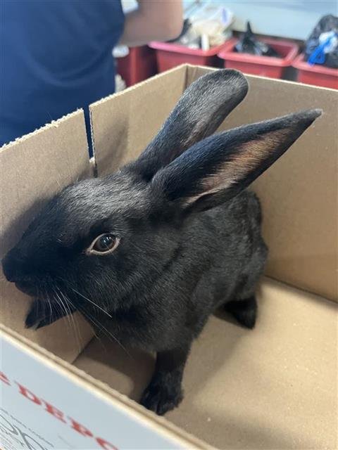 A801212 - Shorthaired Rabbit available for adoption