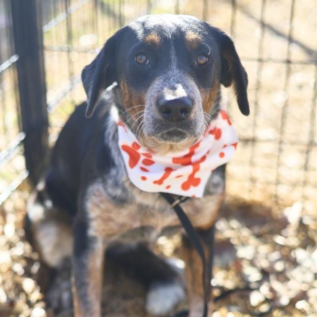 SADIE - Bluetick Coonhound available for adoption